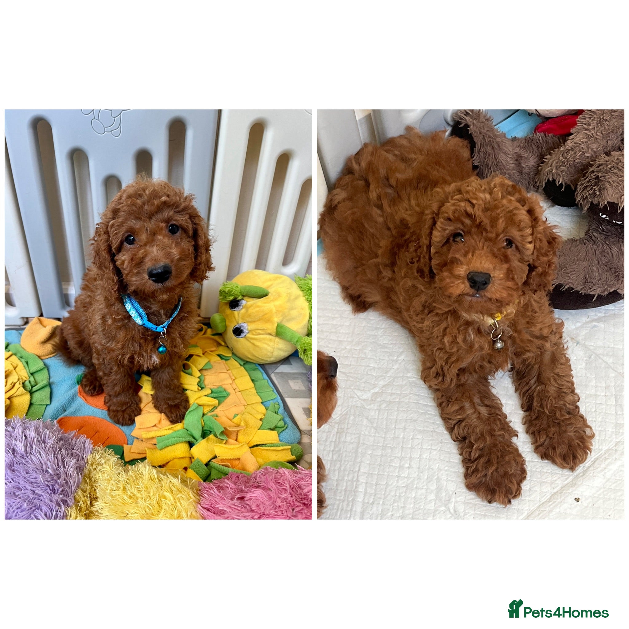 Cavapoo dogs Outstanding quality, F1b super dark red Cavapoo’s  - Advert 1