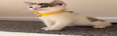 Bagel 🥯 