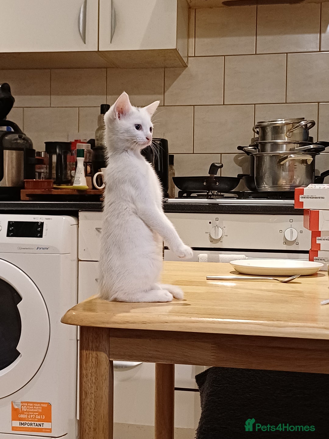 Turkish Angora cats for sale: Mr.Oleksii - Image 6