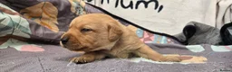 Labrador Retriever dogs for sale: Fox red labrador puppies KC Registered - Advert 27