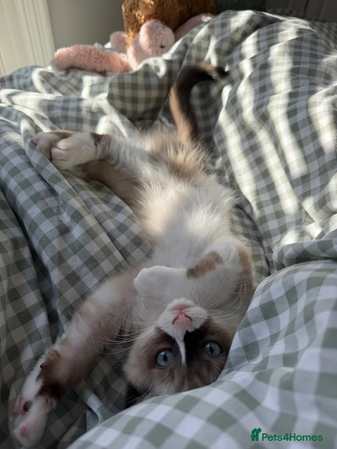 Ragdoll cats for sale: Ragdoll Kitten - Advert 9
