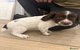 English Springer Spaniel dogs for sale: English springer spaniel puppies  - Image 3