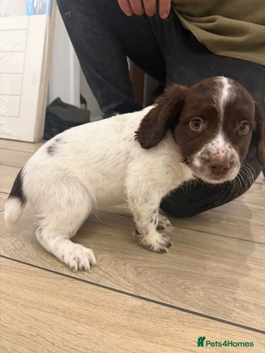 English Springer Spaniel dogs for sale: English springer spaniel puppies  - Image 3