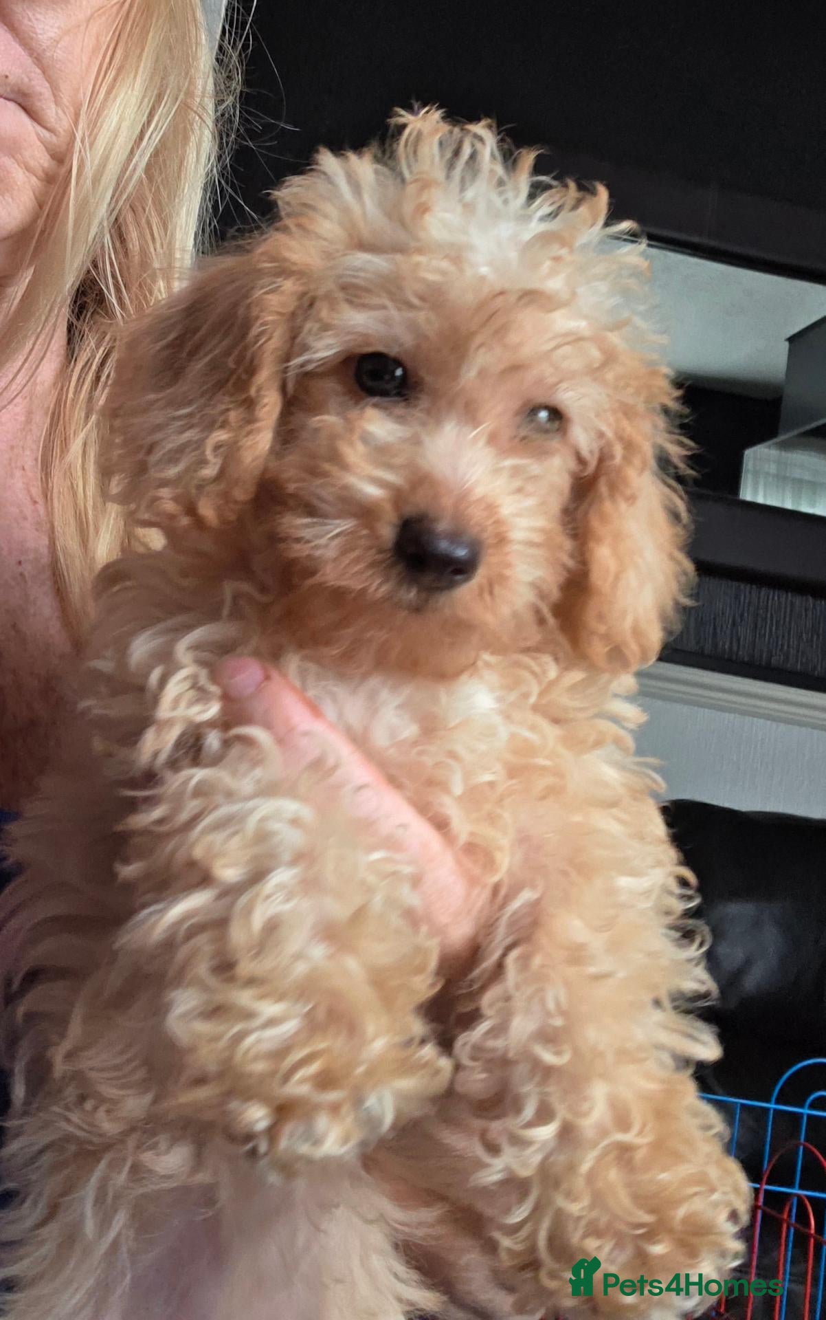Jackapoo dogs Toy poodle 3/4 puppies  - Advert 4