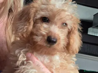 Jackapoo dogs Toy poodle 3/4 puppies - Advert 4