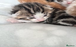 Mixed Breed cats for sale: Fore sale 120 - Image 2
