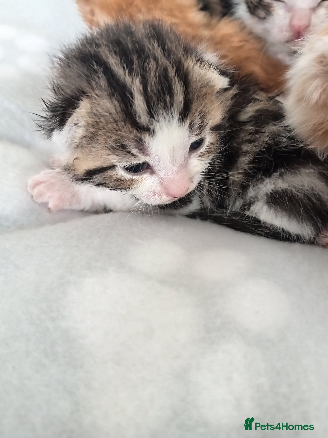 Mixed Breed cats for sale: Fore sale 120 - Image 2