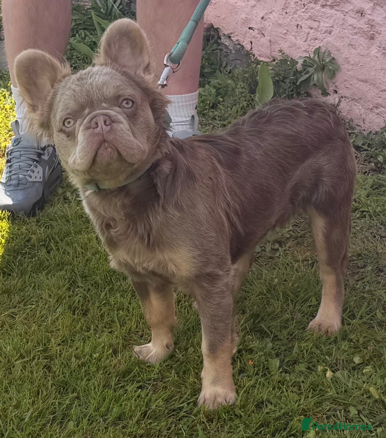 French Bulldog dogs for stud: New Shade Isabella & Tan Full Fluffy - Advert 4