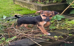 Jack Russell dogs for sale: Jack russell boy ready for collection  - Image 2