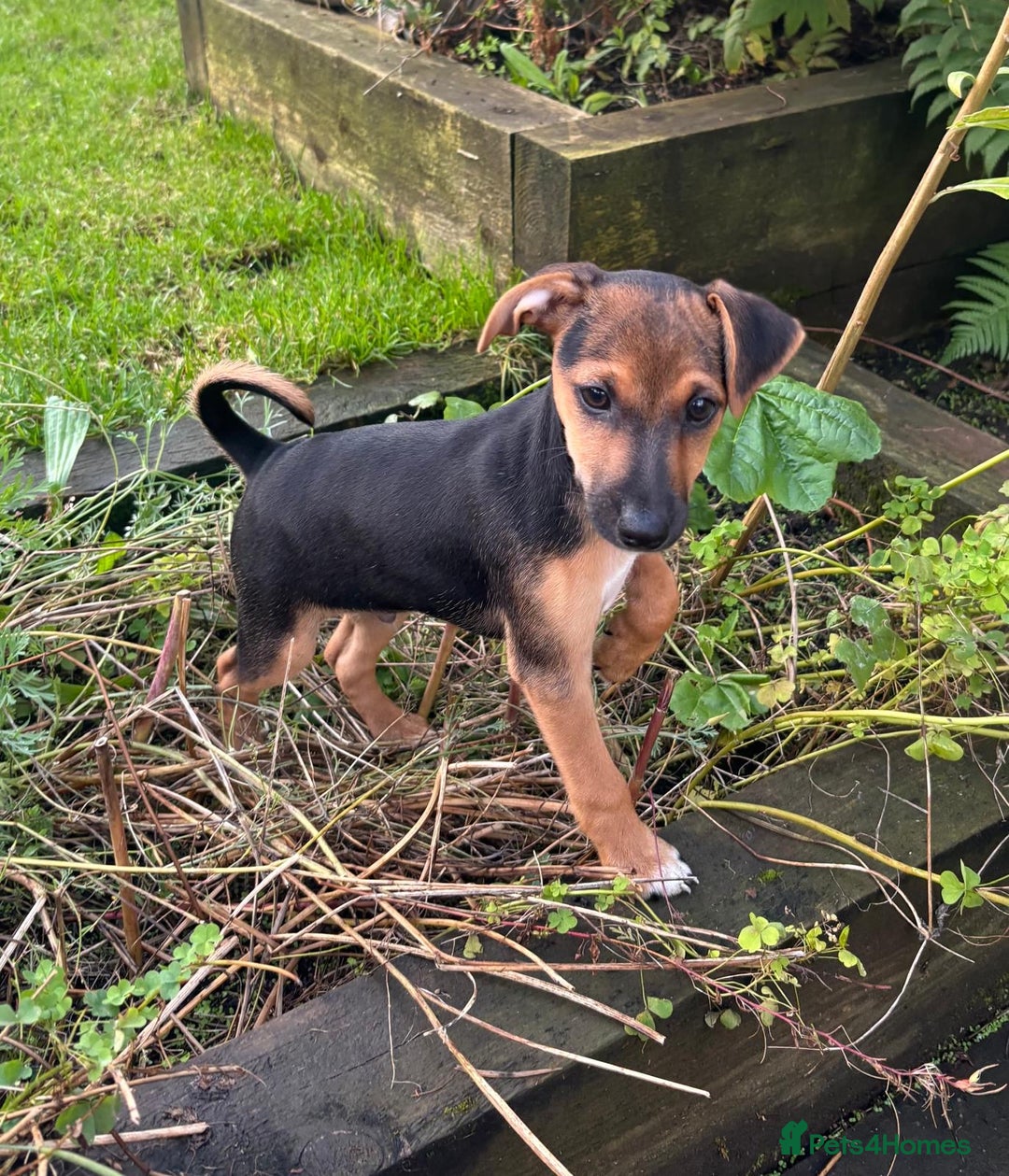 Jack Russell dogs for sale: Jack russell boy ready for collection  - Image 2