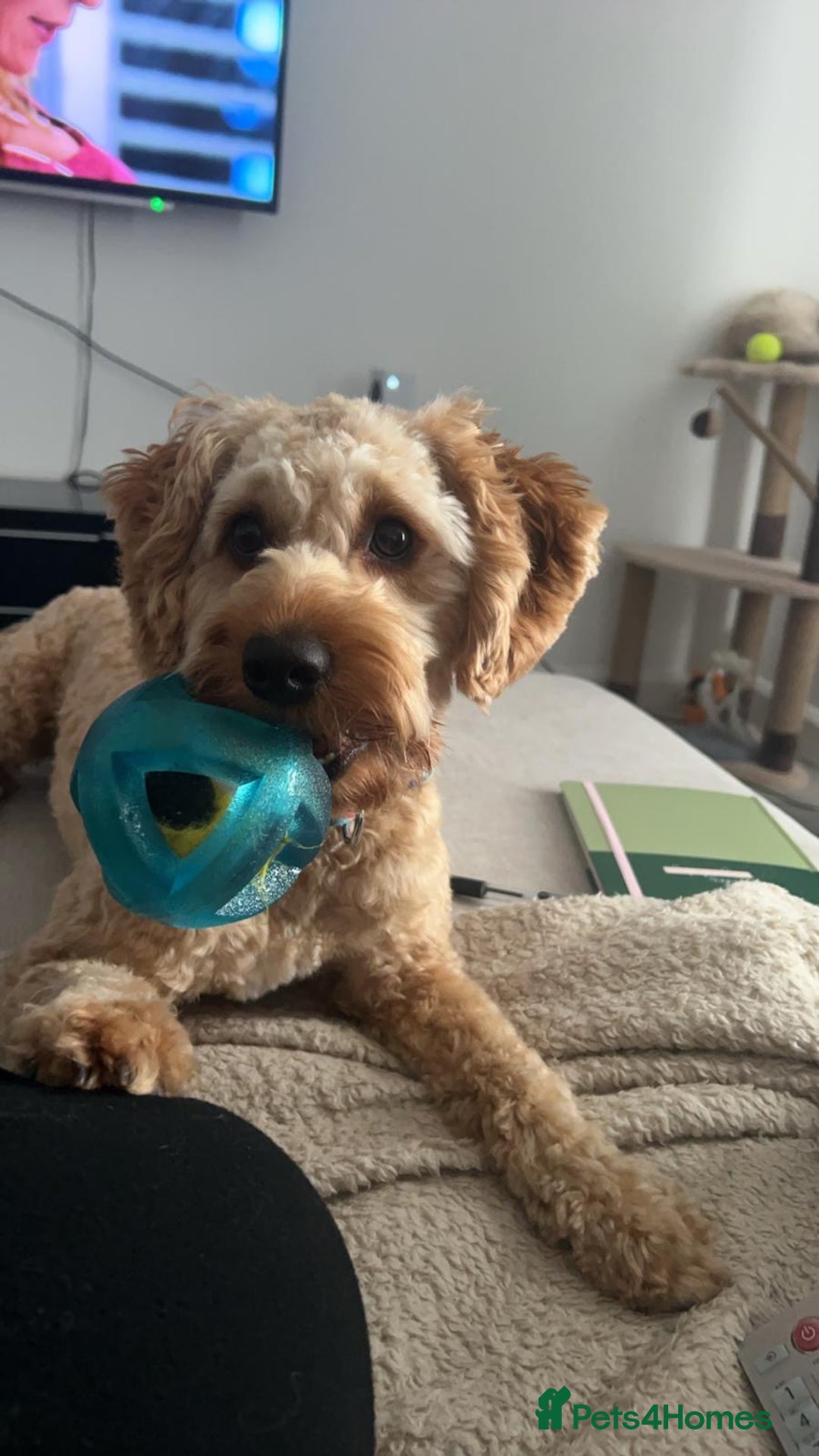 Cockapoo dogs for sale: Cockapoo for sale - Advert 6