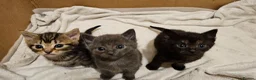 Mixed Breed cats for sale: Mixed Gray British Shorthair kittens 🩶 - Advert 1