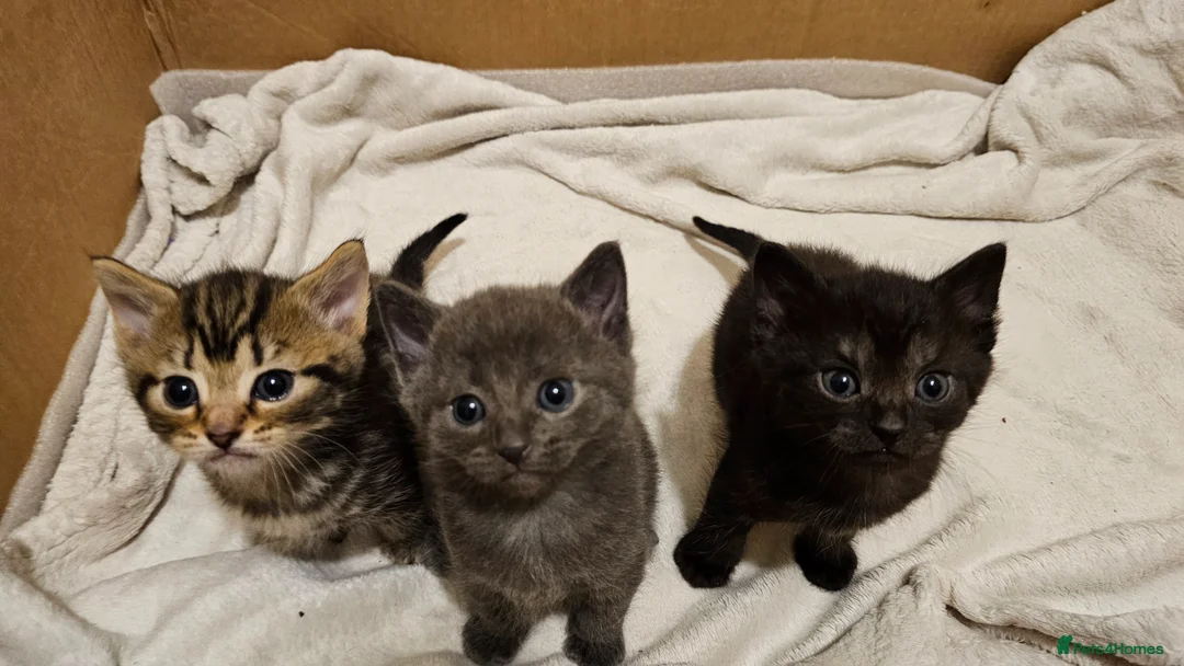 Mixed Breed cats for sale: Mixed Gray British Shorthair kittens 🩶 - Advert 1
