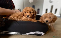 Cockapoo dogs for sale: Cockapoo puppies  - Image 12