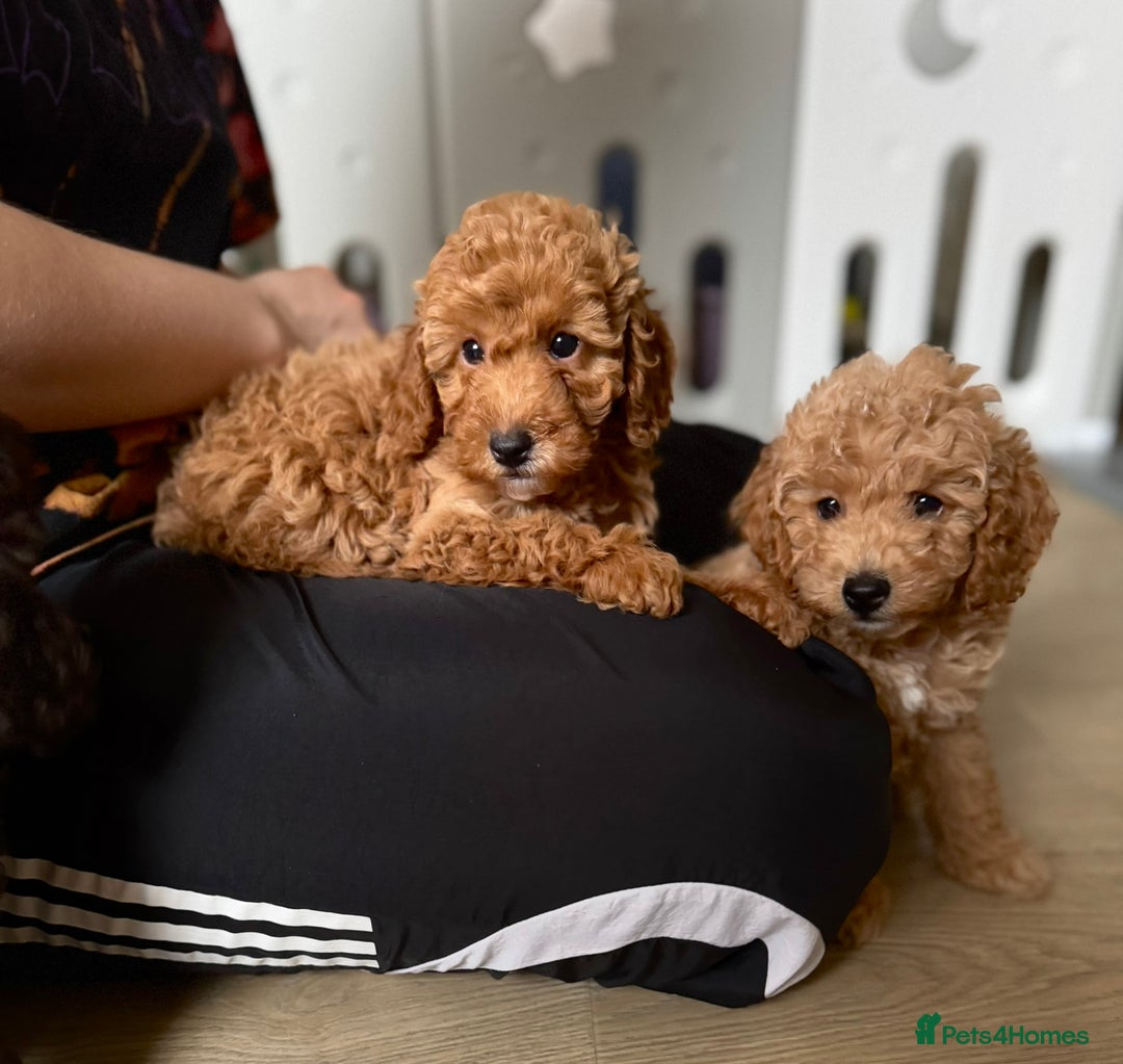 Cockapoo dogs for sale: Cockapoo puppies  - Image 12