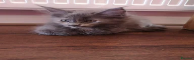 Maine Coon 4