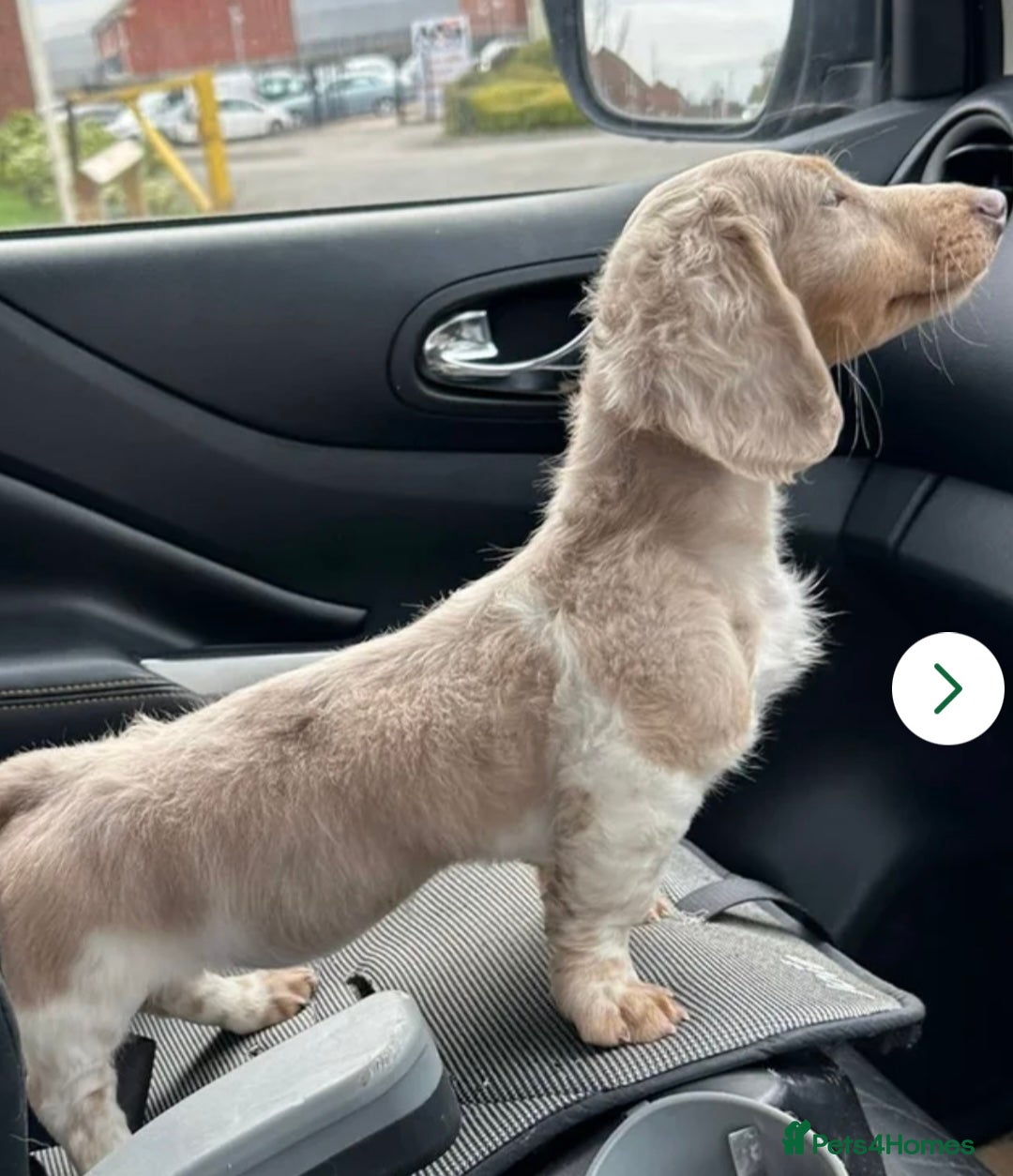 Miniature Dachshund dogs Long Haired Isabella & Tan Piebald Girl - Advert 2