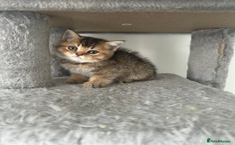 British Shorthair cats - Advert 4
