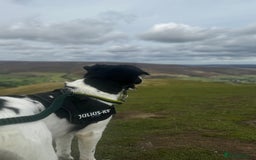 Mixed Breed dogs for sale: Large Female dog - Image 1