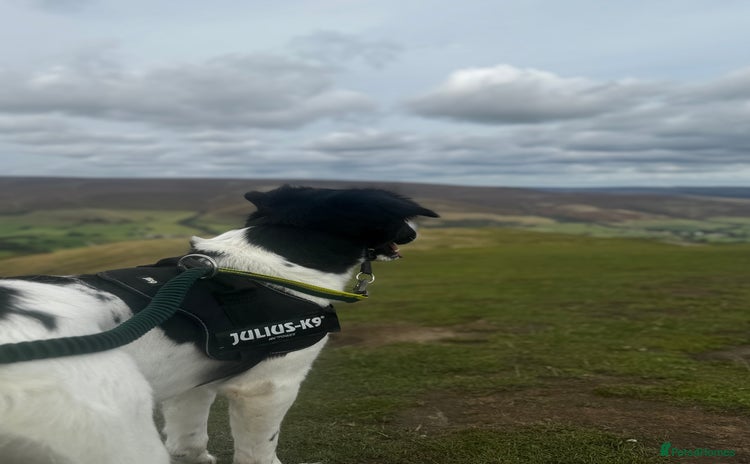 Mixed Breed dogs - Advert 1
