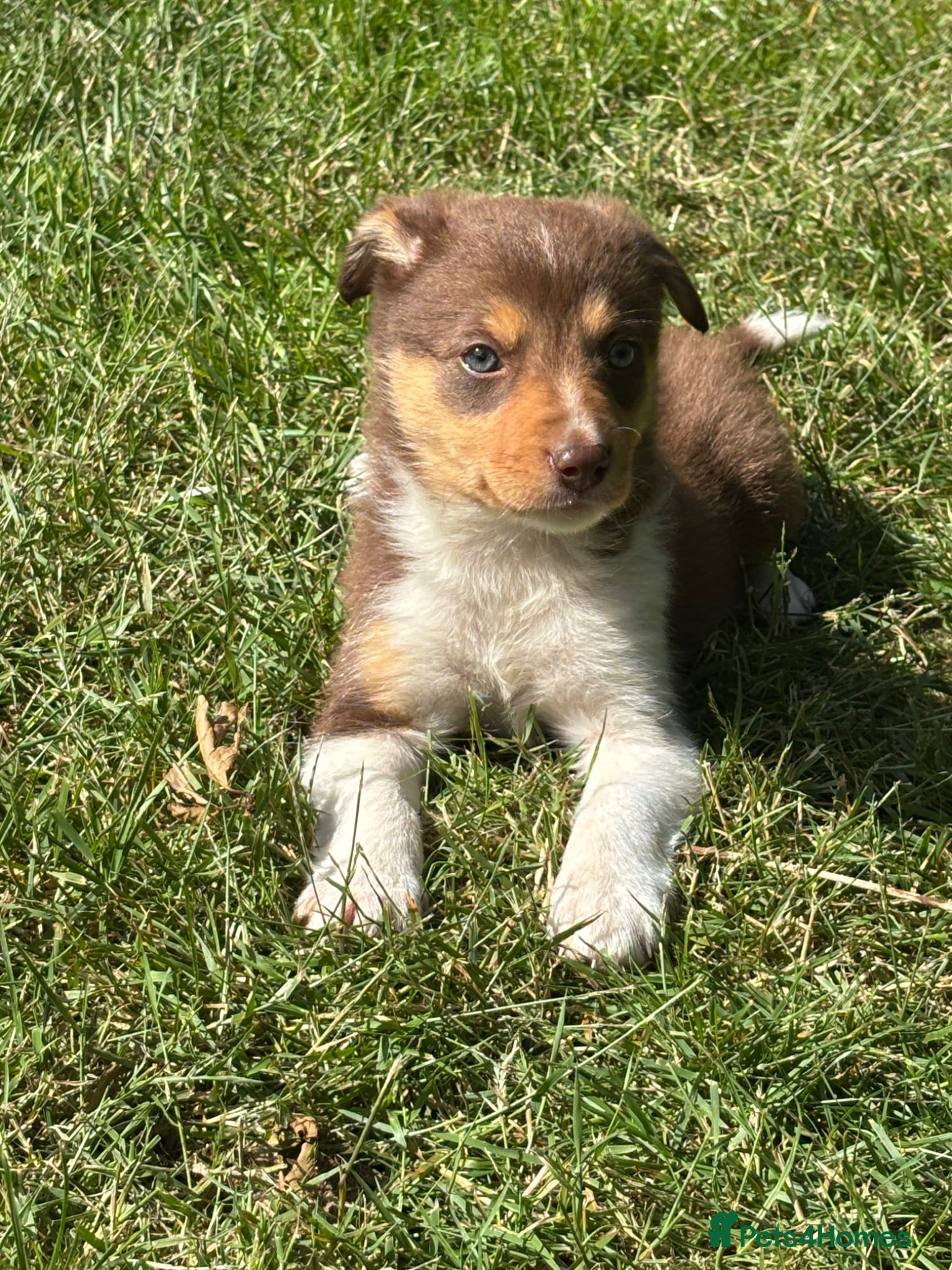 Border Collie dogs 6 Red, White & Tan Health Tested puppies ISDS - Advert 1