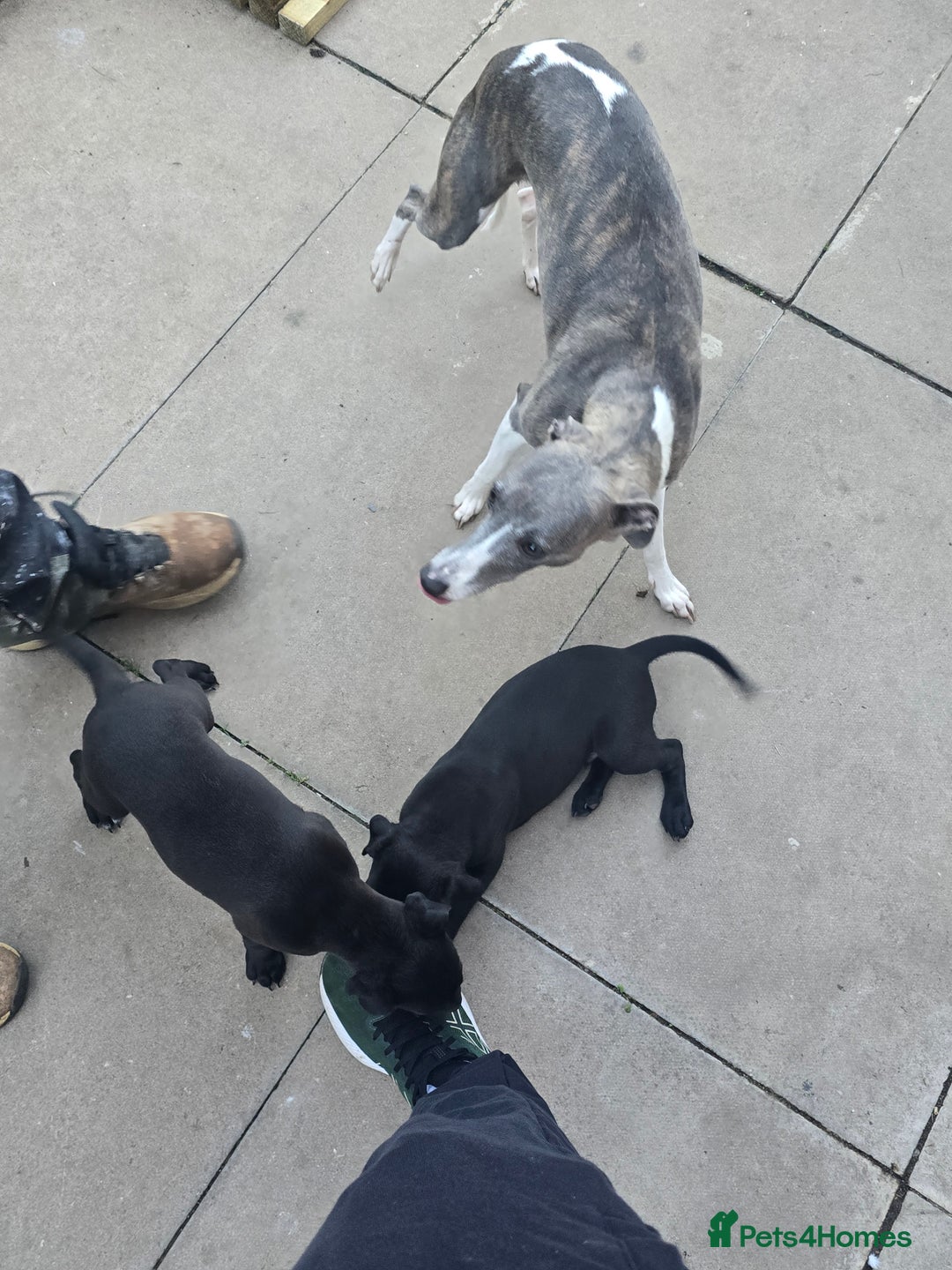 Mixed Breed dogs for sale:  Whippet × Patterdale Dog Pups - Image 34