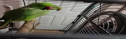 Ringnecks birds for sale: Pair of Indian ringnecks  - Advert 3