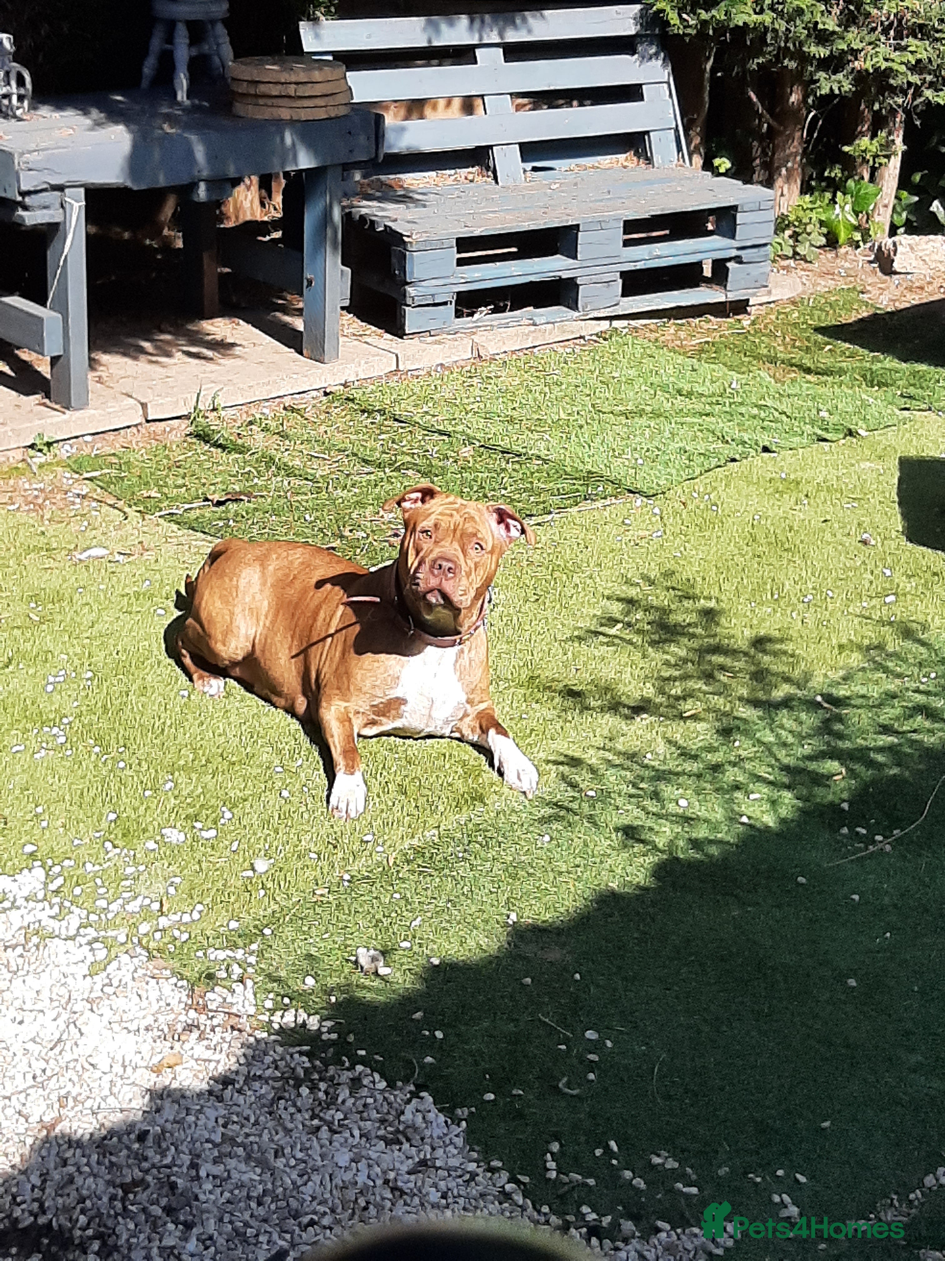 Mixed Breed dogs Puppies looking for their forever homes  - Advert 7