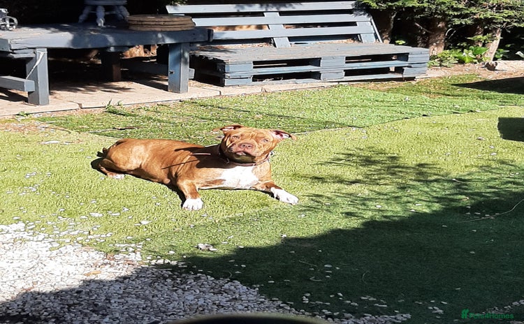 Mixed Breed dogs Puppies looking for their forever homes  - Advert 2