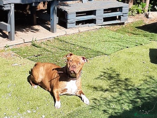 Mixed Breed dogs Puppies looking for their forever homes - Advert 12