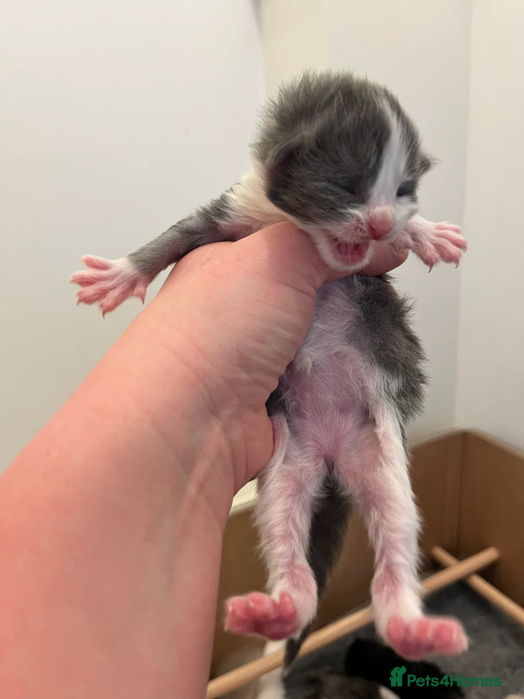 Mixed Breed cats for sale: Ragdoll x Mainecoon Kittens  in Sandown - Advert 6