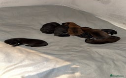 Belgian Shepherd Dog dogs for sale: Belgian malinois - Image 3