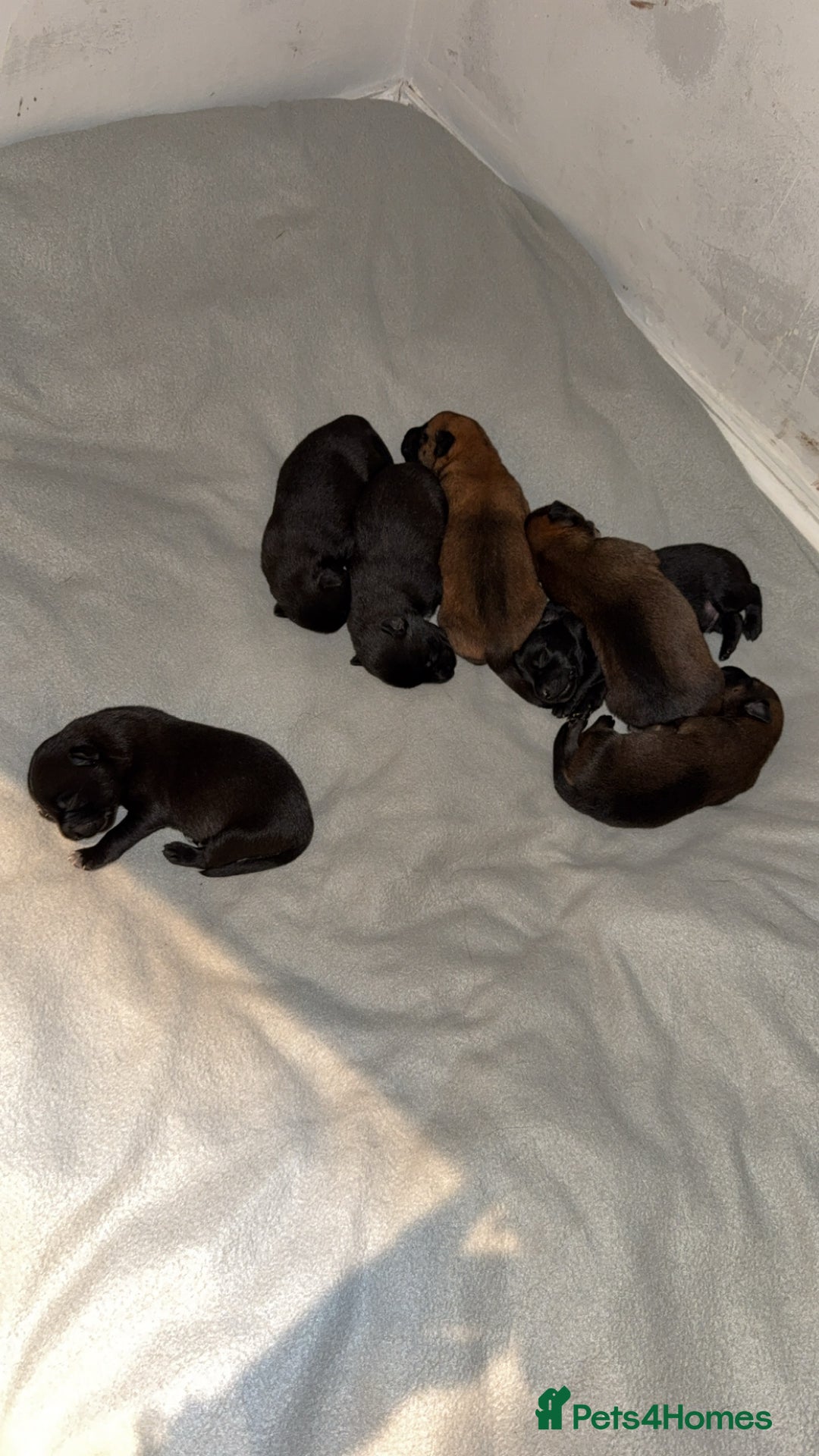 Belgian Shepherd Dog dogs for sale: Belgian malinois - Image 3