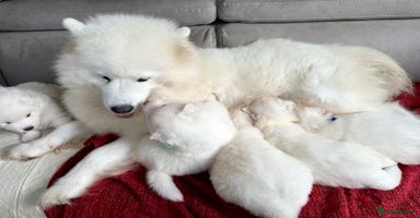 Samoyed dogs - Advert 7
