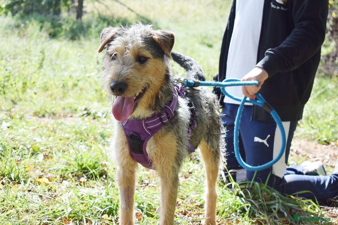Fox Terrier dogs for adoption: Norte - Image 1