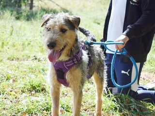 Fox Terrier dogs - Advert 38