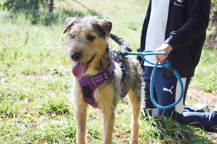 Fox Terrier dogs Norte - Advert 2