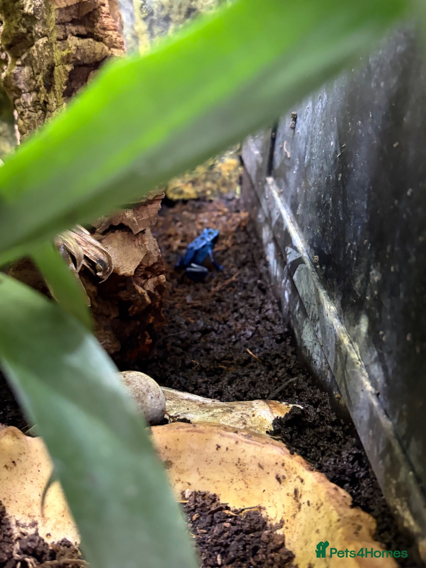 Frog reptiles Blue dart frogs - Advert 5