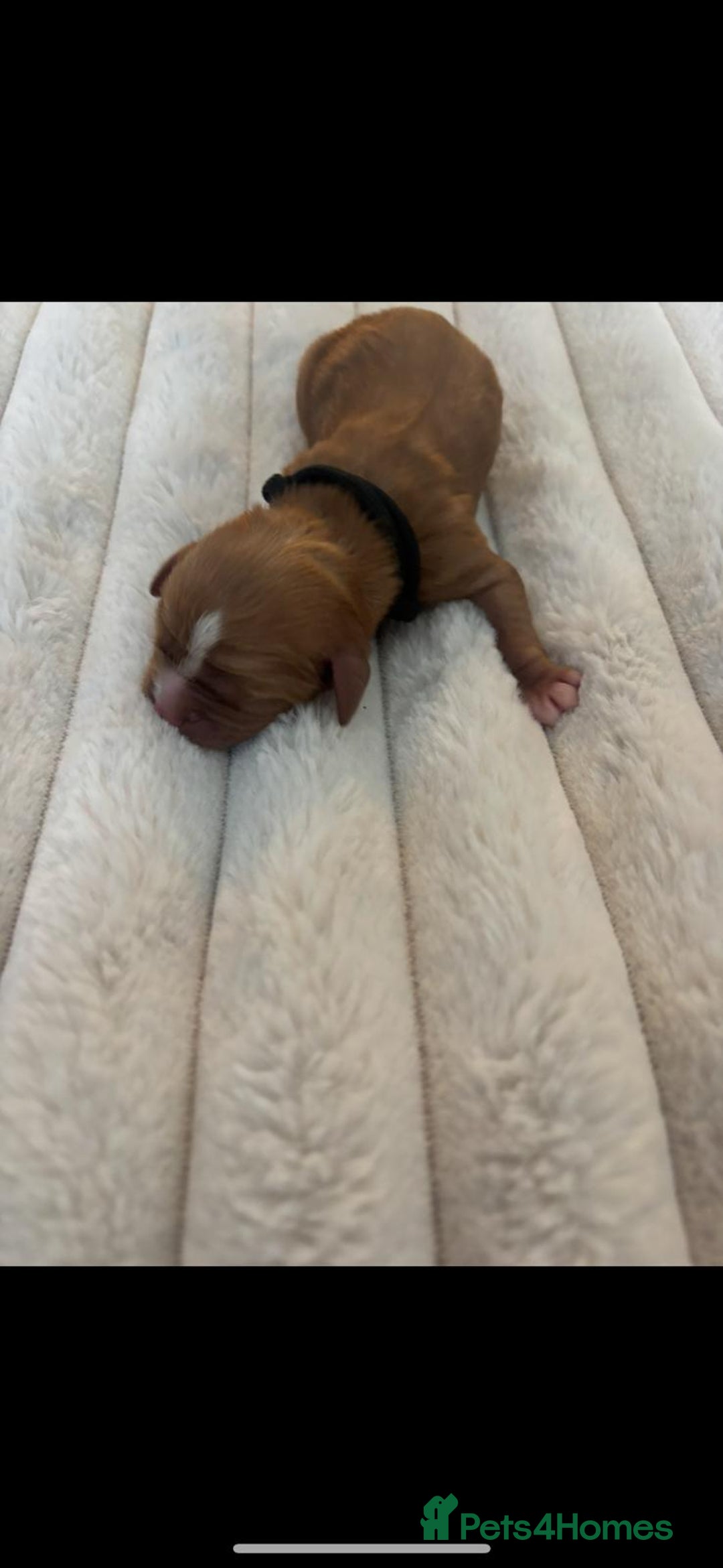 Cavalier King Charles Spaniel dogs for sale: KC REG CAVALIER KING CHARLES PUPPIES  - Image 7