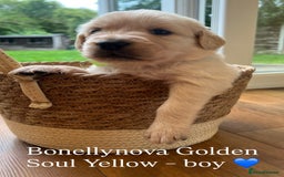 Golden Retriever dogs for sale: Kc Registered Golden retrievers puppies 🐶 - Image 7
