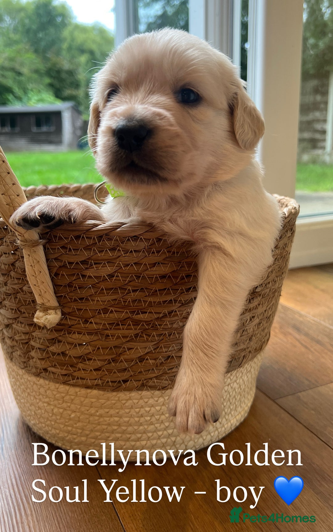 Golden Retriever dogs for sale: Kc Registered Golden retrievers puppies 🐶 - Image 7