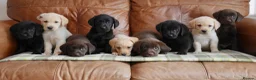 Labrador Retriever dogs for sale: Quality Health Tested Labrador Puppies - Advert 3