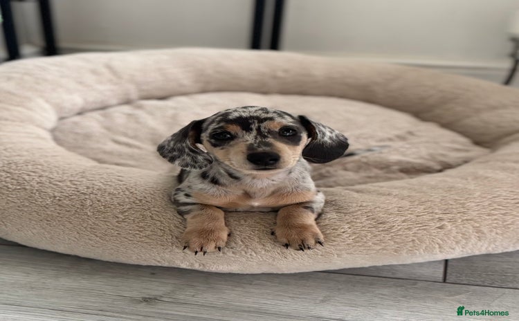 Miniature Dachshund dogs - Advert 1