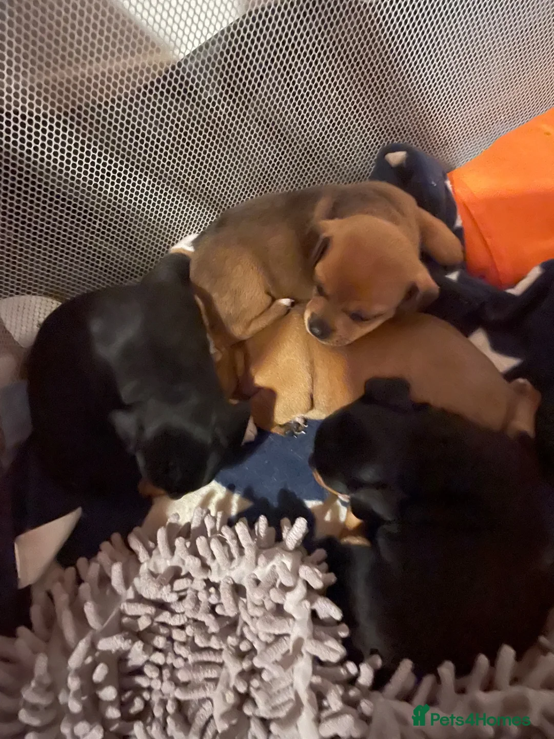 Jackapoo dogs for sale: Jackweenies in Eastbourne - Advert 8
