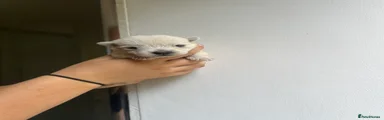 West Highland Terrier Puppy 7