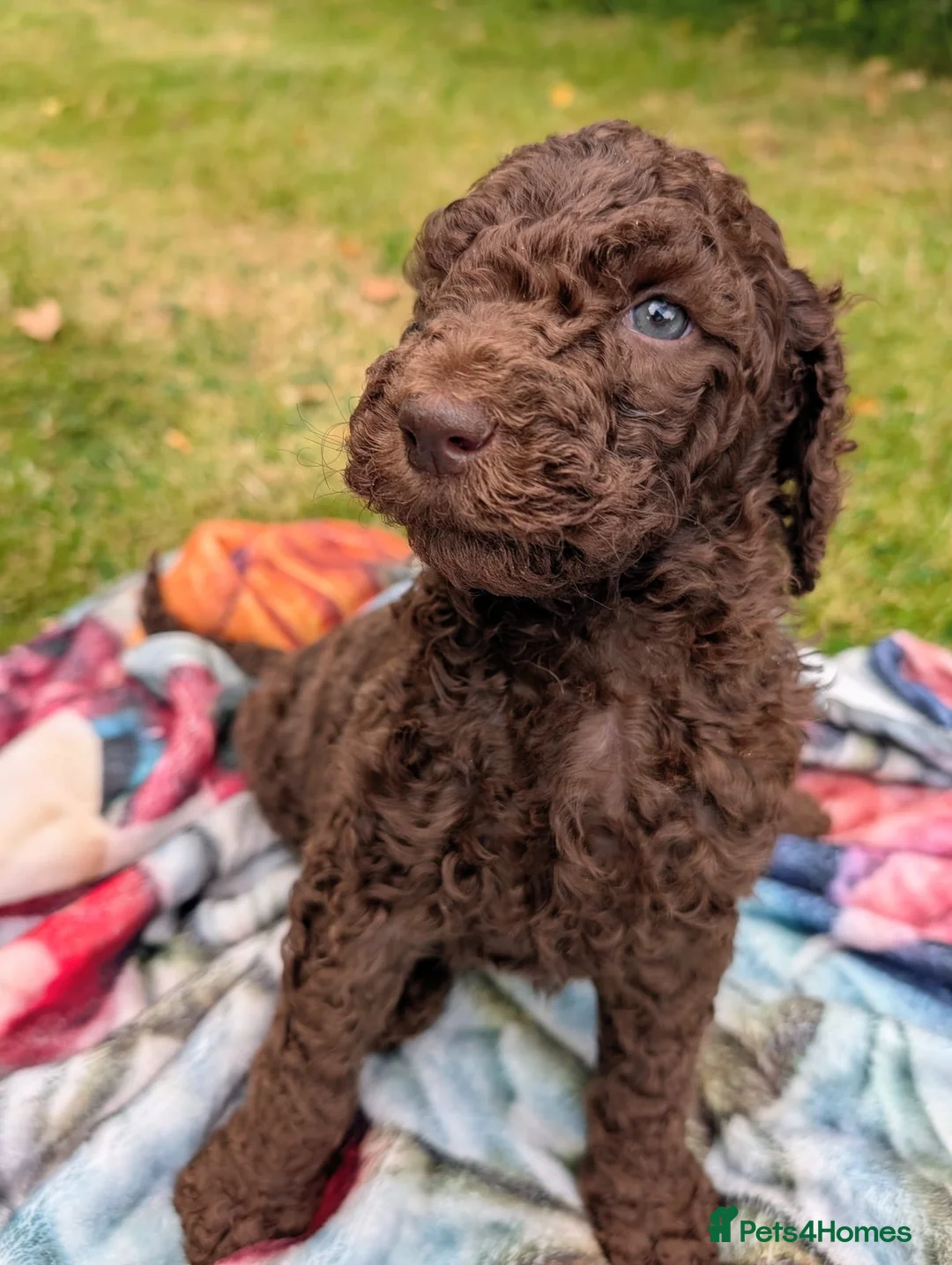 Standard Poodle dogs for sale: Exceptional RKC Registered Standard Poodle Puppies - Advert 7