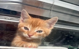 Mixed Breed cats for sale: Pixie bob mixed kittens - Image 11