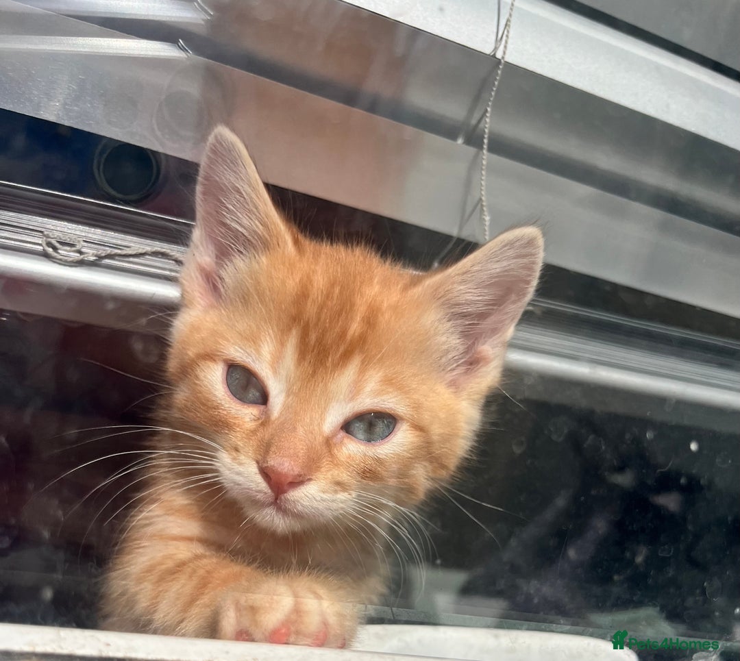 Mixed Breed cats for sale: Pixie bob mixed kittens - Image 11