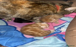 Domestic Shorthair cats for sale: Adorable Orange Tabby Kitten  - Image 2