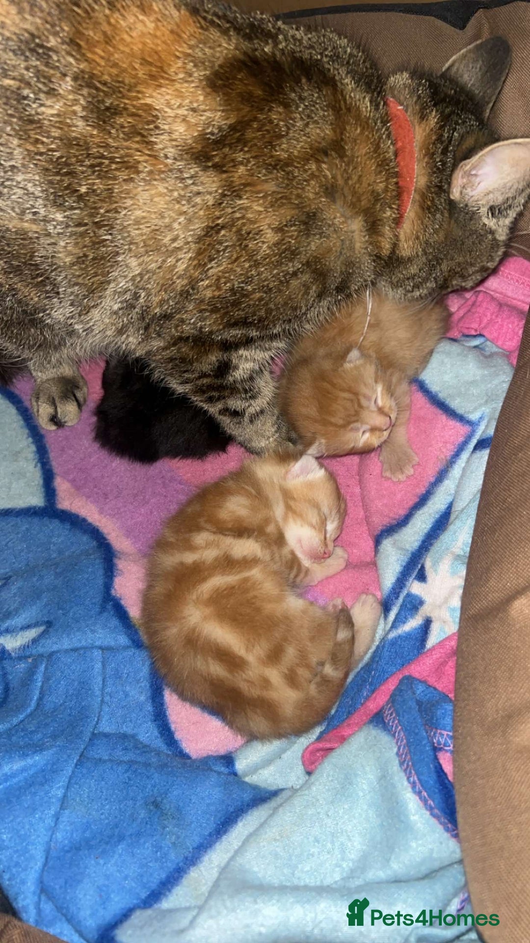 Domestic Shorthair cats for sale: Adorable Orange Tabby Kitten  - Image 2